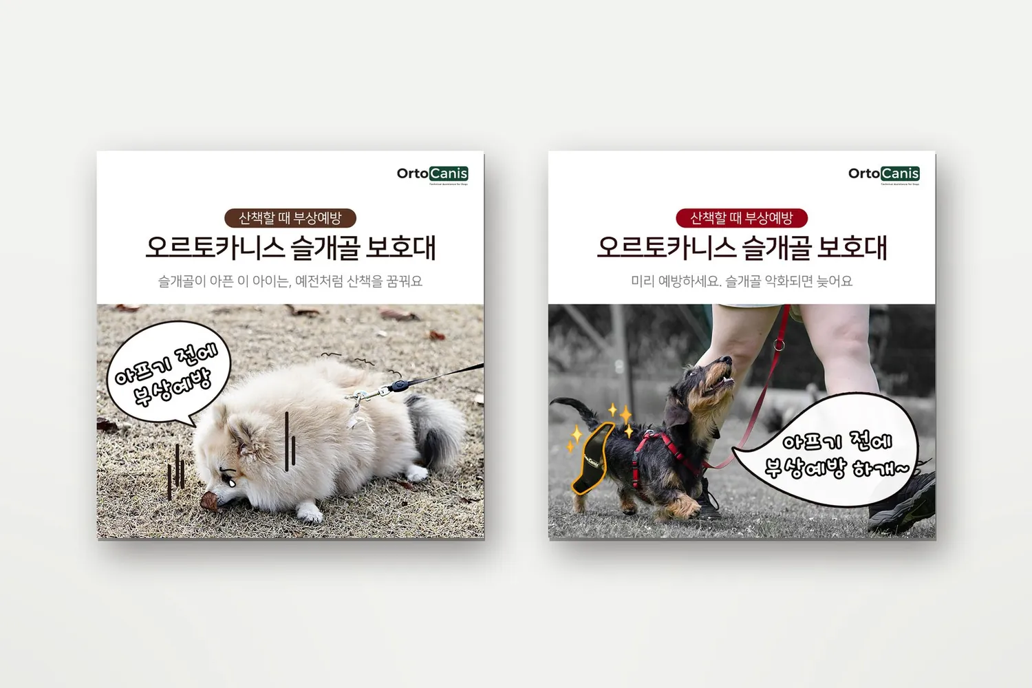 반려동물 헬스케어 데일리 사용 권장 카드뉴스 디자인